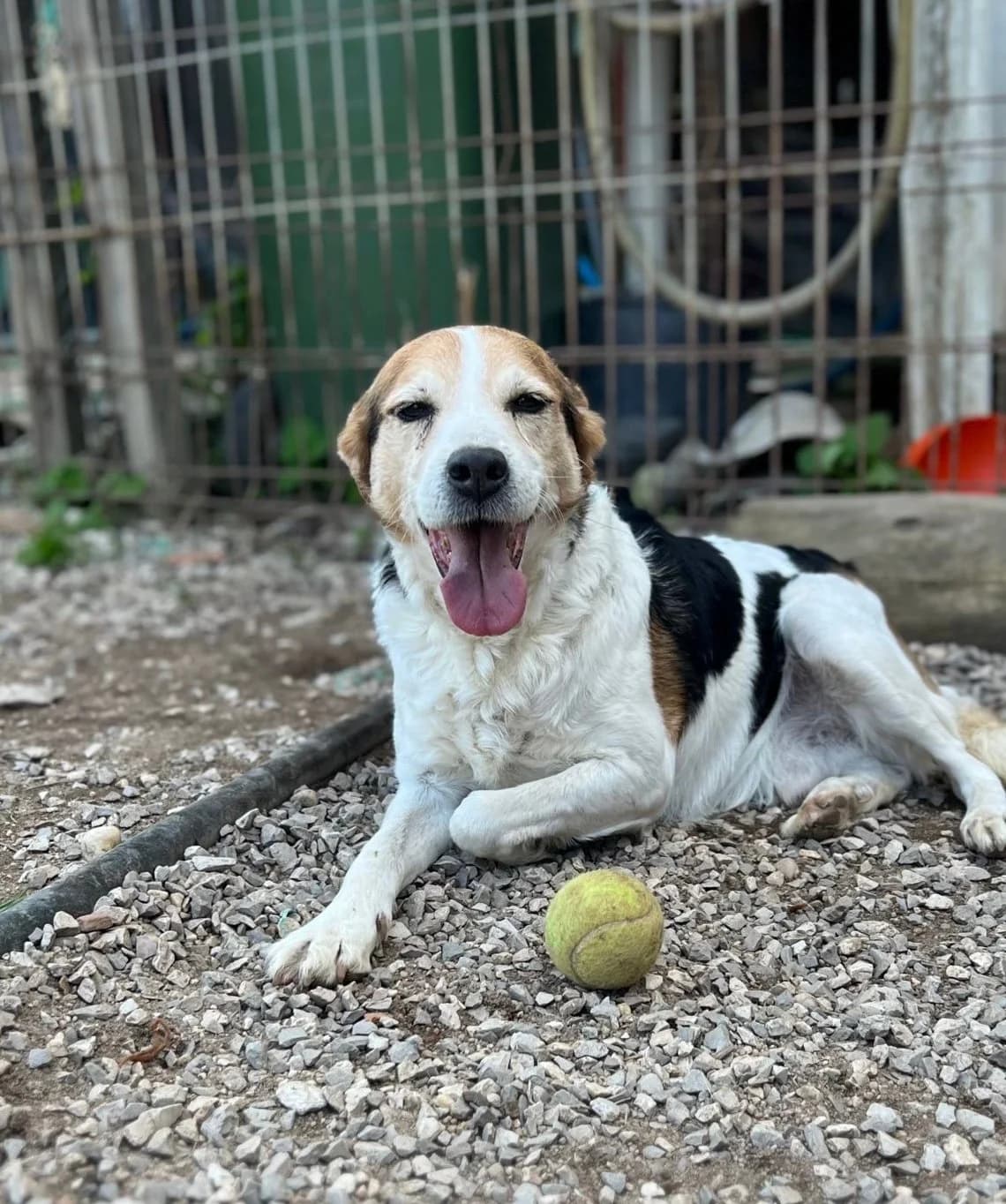 Xico, male Mixed Breed for adoption at Canil da Aroeira — photo 2 of 4