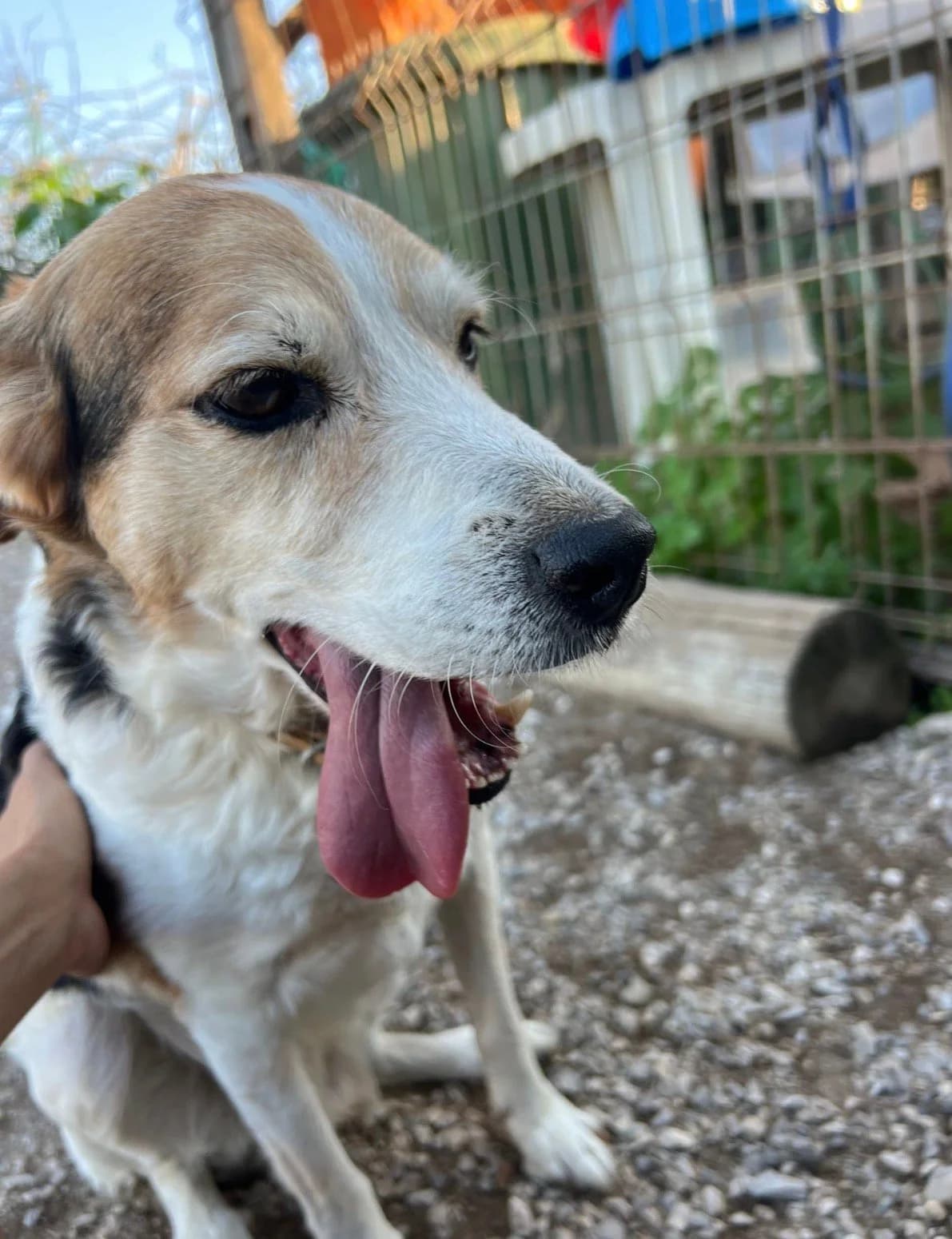 Xico, male Mixed Breed for adoption at Canil da Aroeira — photo 3 of 4