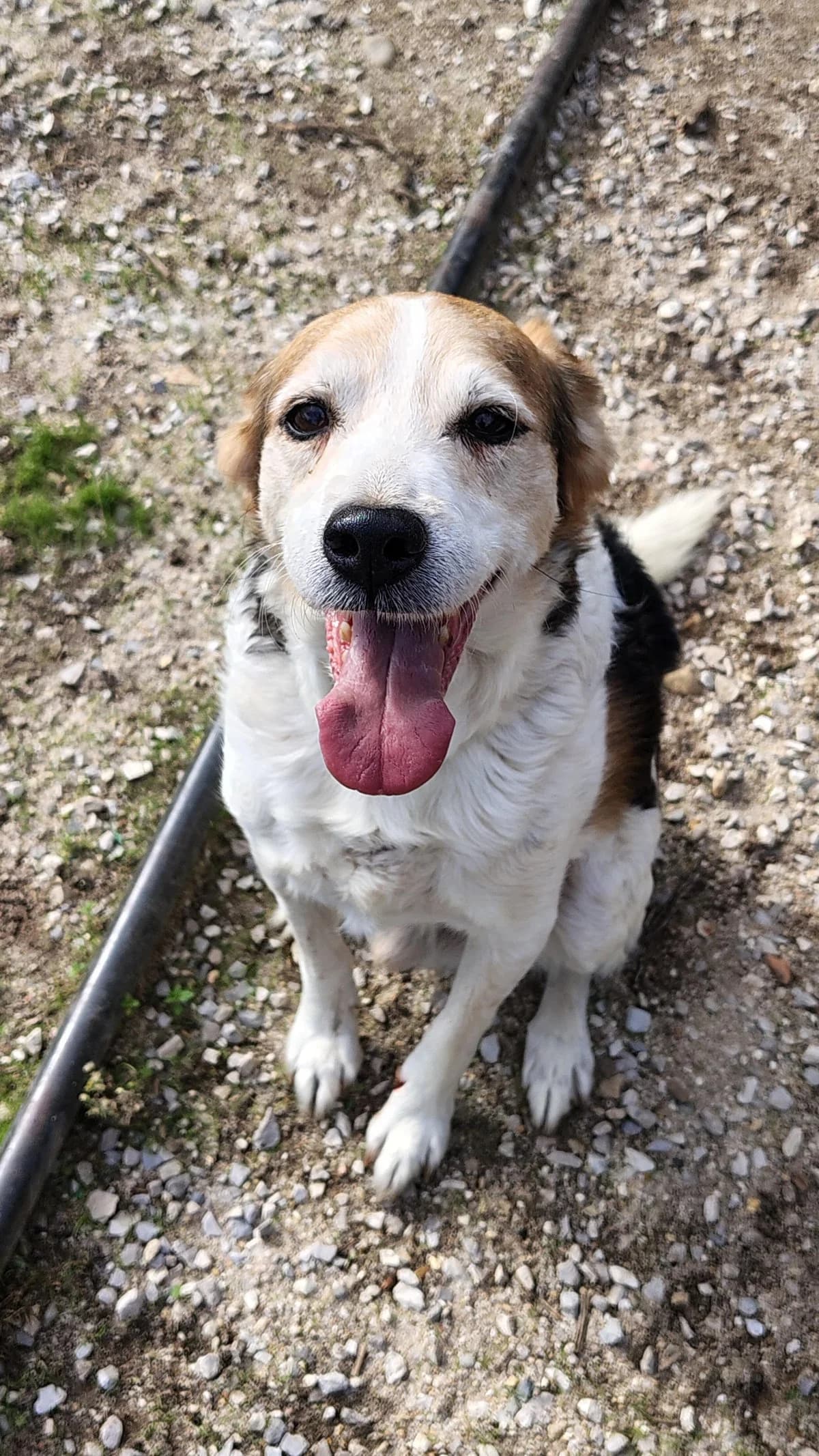 Xico, male Mixed Breed for adoption at Canil da Aroeira — photo 4 of 4