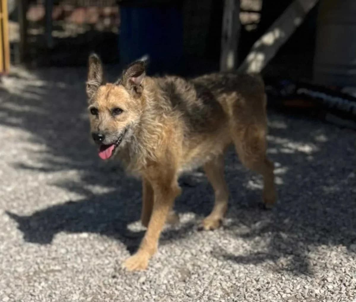 Zorba, male Mixed Breed for adoption at Canil da Aroeira