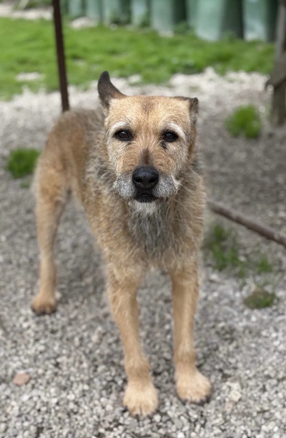 Zorba, male Mixed Breed for adoption at Canil da Aroeira — photo 2 of 4