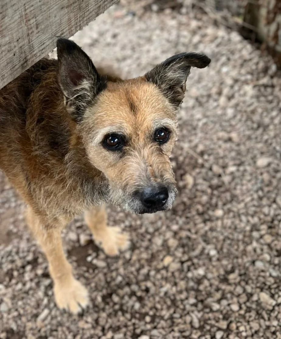 Zorba, male Mixed Breed for adoption at Canil da Aroeira — photo 3 of 4