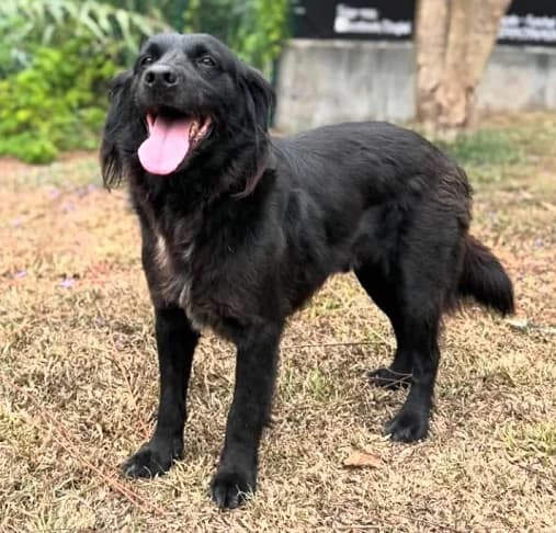 Dali,  Mixed Breed for adoption at Canil Municipal do Funchal