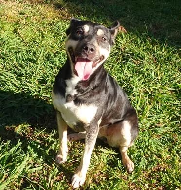 DOCE, Mixed Breed (Canil Municipal do Funchal)