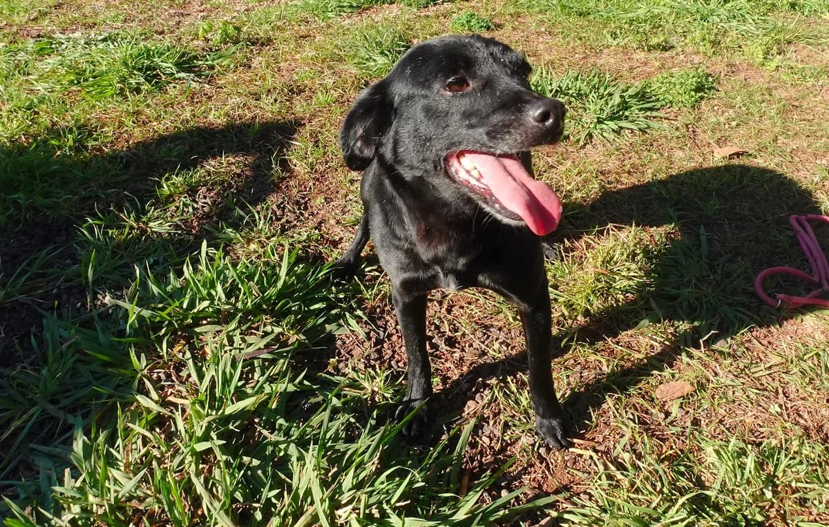 DORA, Mixed Breed (Canil Municipal do Funchal)