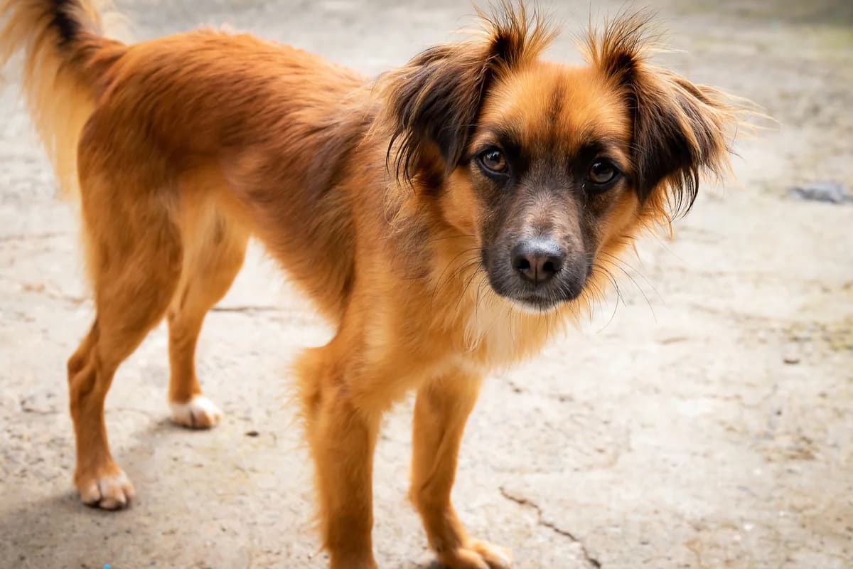 FLÔR,  Mixed Breed for adoption at Canil Municipal do Funchal