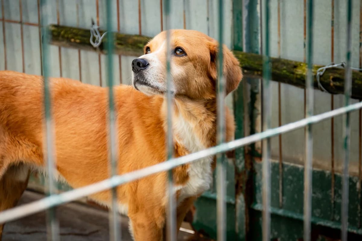 FOCA, Mixed Breed (Canil Municipal do Funchal)