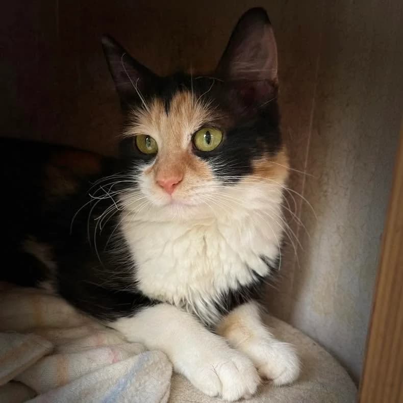 Hera, Tricolor female Mixed Breed for adoption at Canil Municipal do Funchal