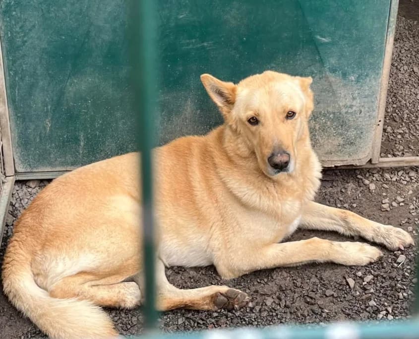 Lord,  Mixed Breed for adoption at Canil Municipal do Funchal