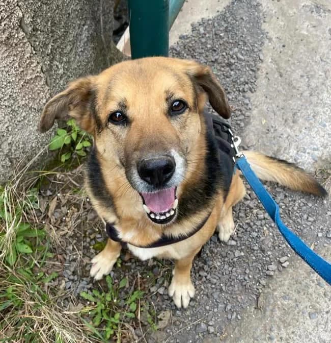 LUNA,  Mixed Breed for adoption at Canil Municipal do Funchal