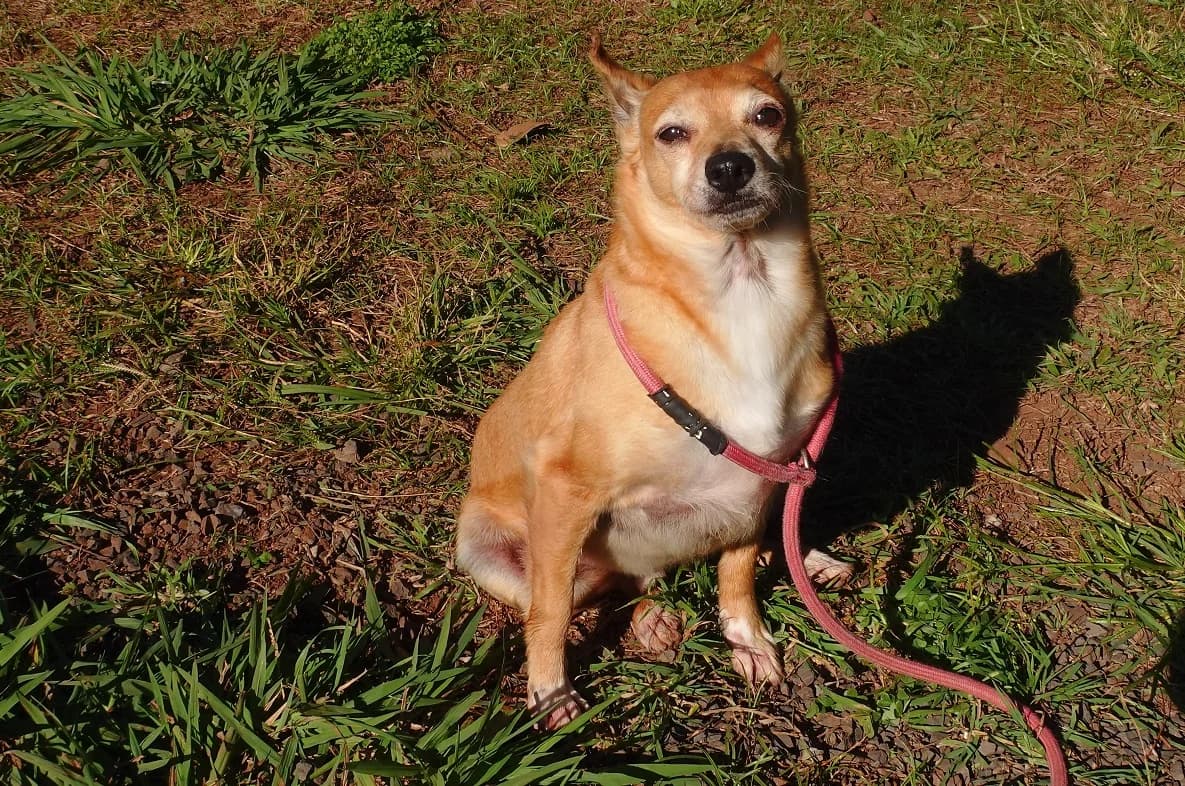 MAIO, Mixed Breed (Canil Municipal do Funchal)