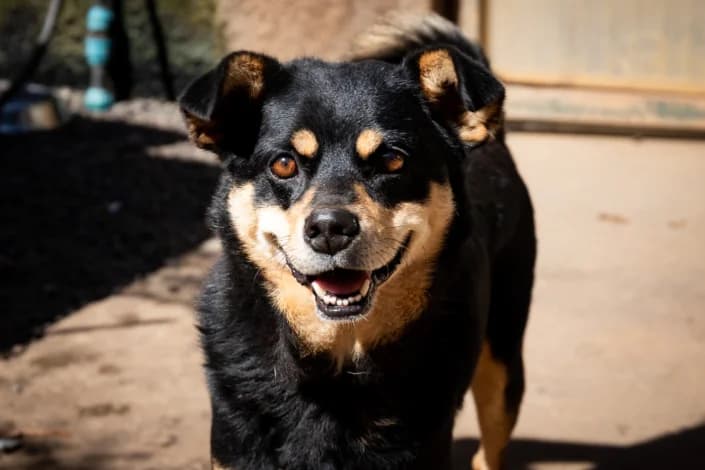 Mico, Castanho e Preto male senior Mixed Breed for adoption at Canil Municipal do Funchal