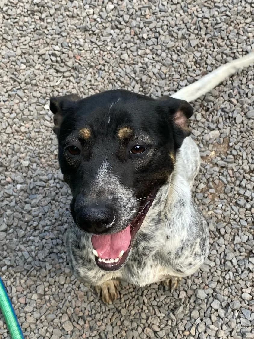 MIKE,  Mixed Breed for adoption at Canil Municipal do Funchal