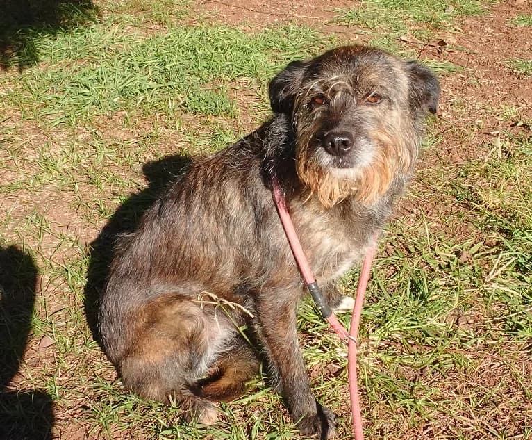 ORI,  Mixed Breed for adoption at Canil Municipal do Funchal