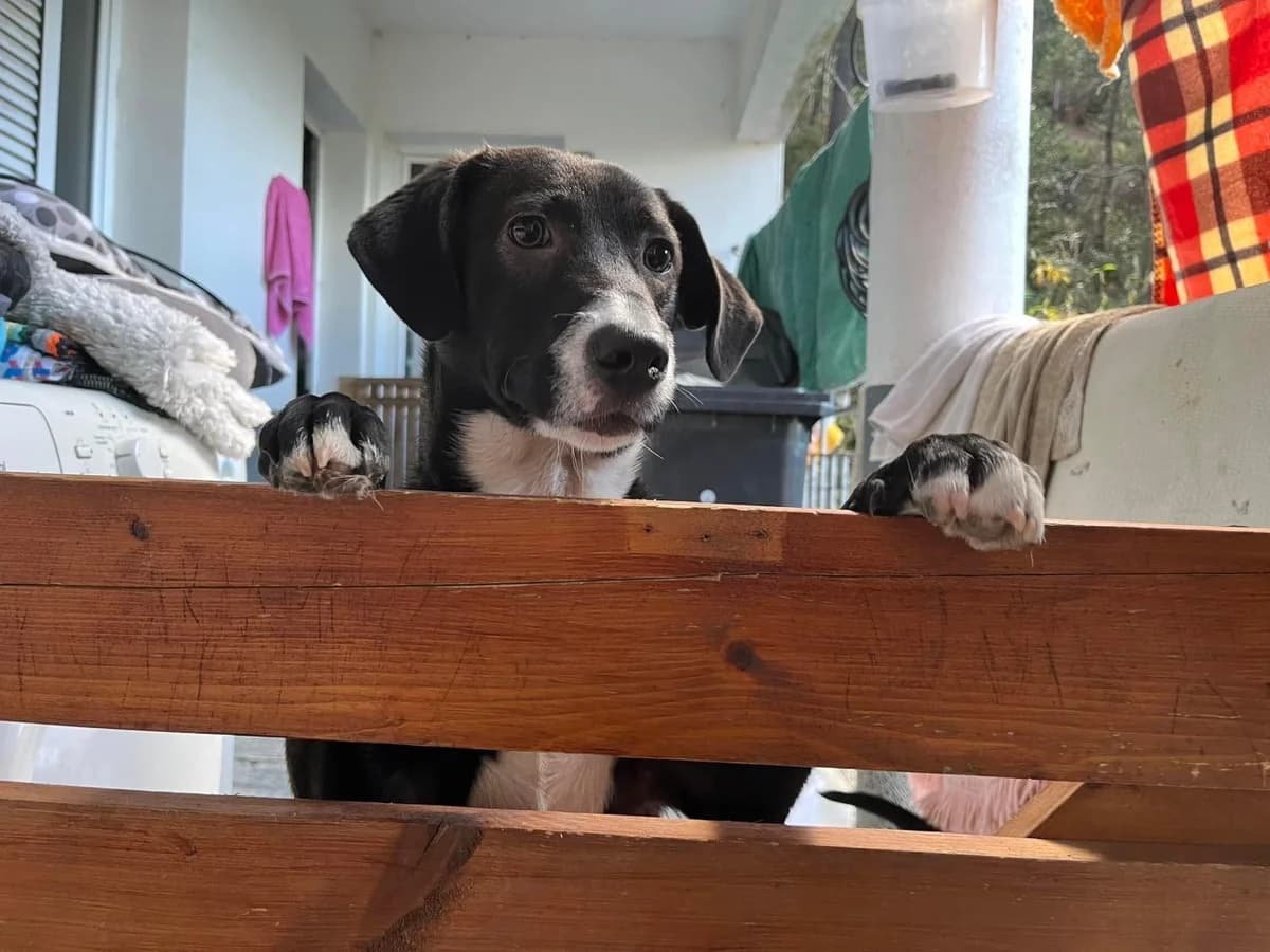 SPOT, Mixed Breed (Canil Municipal do Funchal)