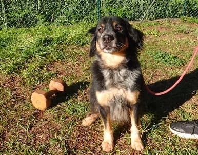 TI, Mixed Breed (Canil Municipal do Funchal)