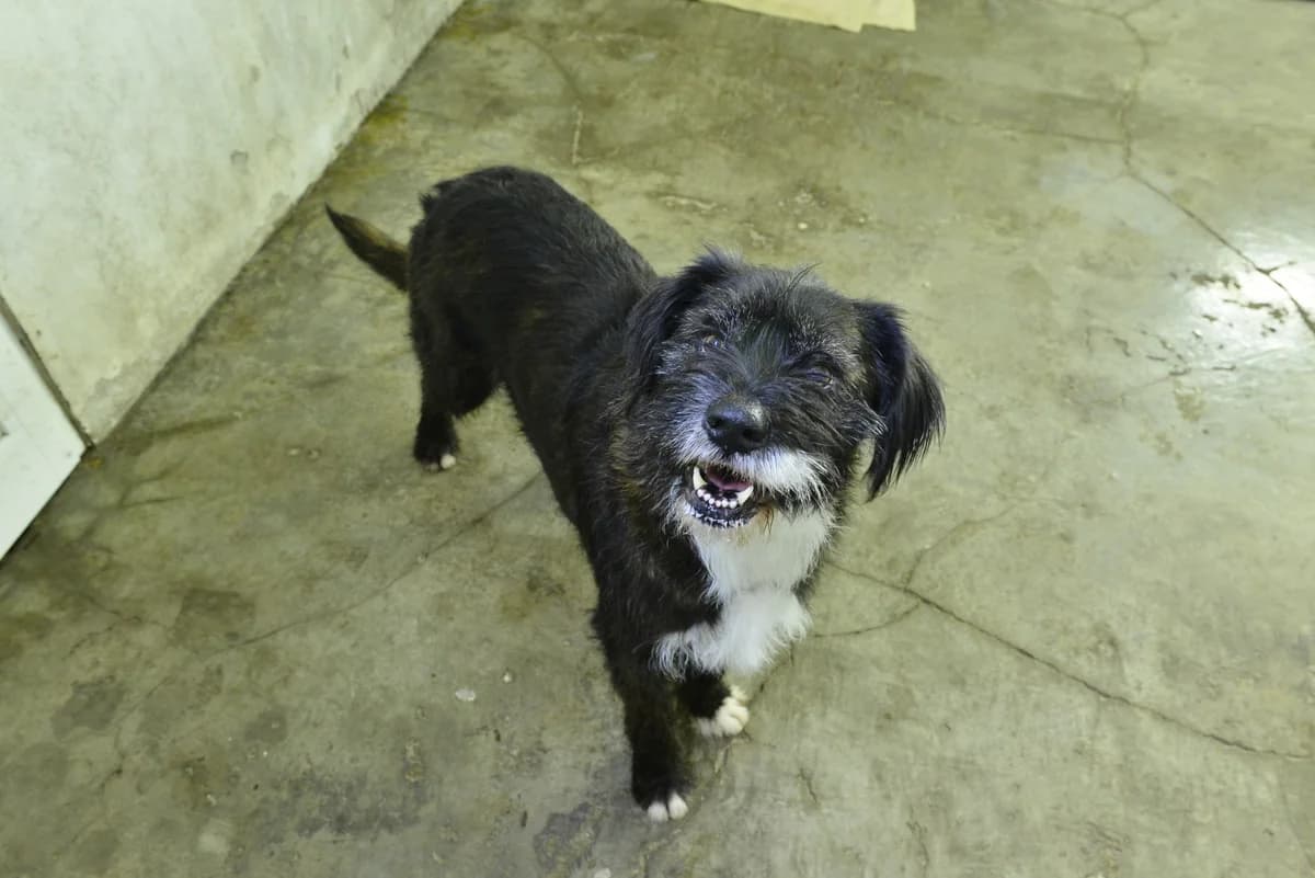 ZÉ,  Mixed Breed for adoption at Canil Municipal do Funchal