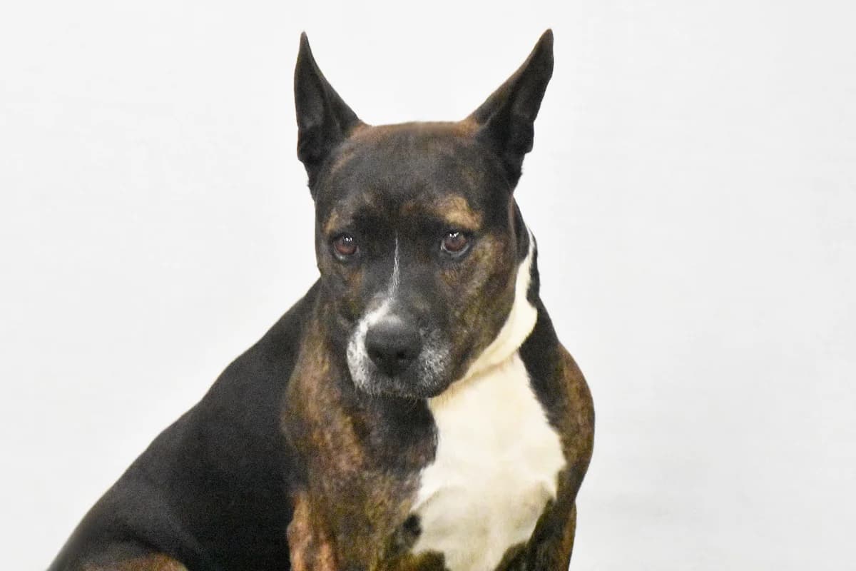 042, Castanha+e+branco female 4yo mixed breed for adoption at Canil Municipal do Porto