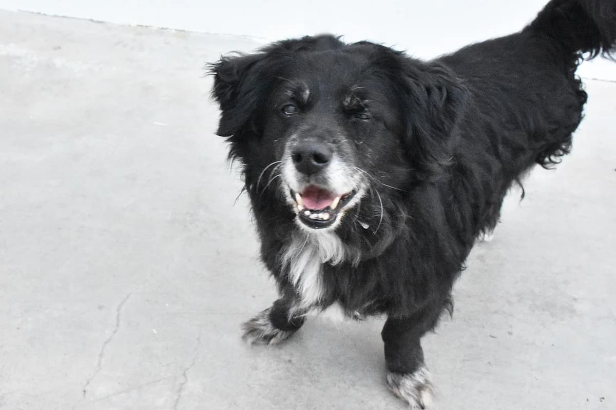 059, Preto male senior mixed breed for adoption at Canil Municipal do Porto