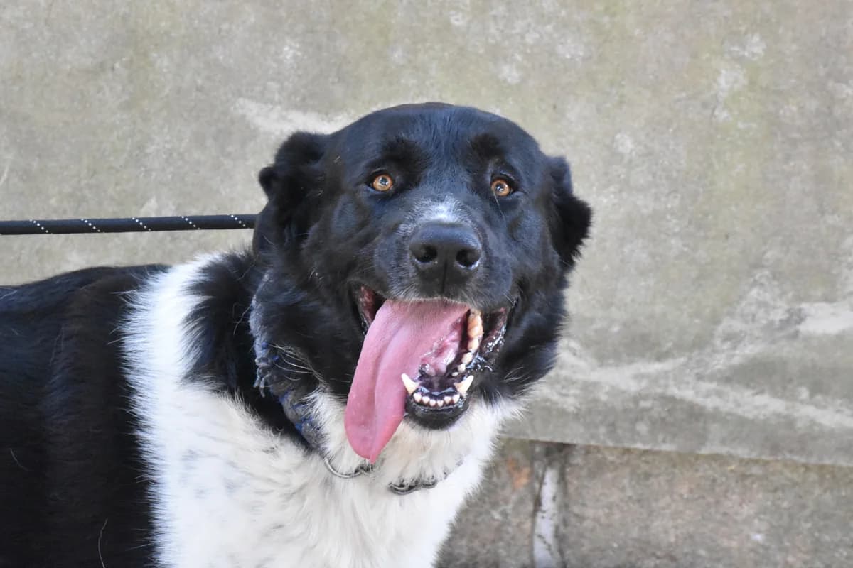 080, Branco+e+preto male mixed breed for adoption at Canil Municipal do Porto