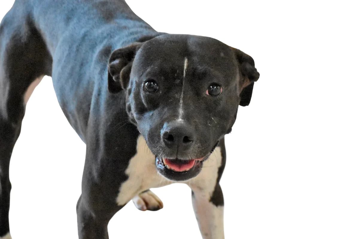 Udomi me, young Pit Bull Terrier for adoption at Sklonište za napuštene kućne ljubimce
