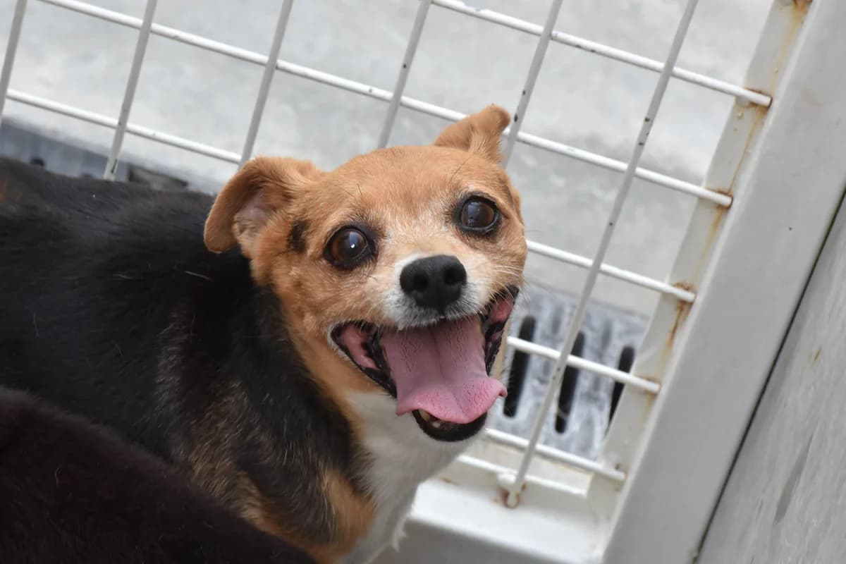 115, Tricolor male senior mixed breed for adoption at Canil Municipal do Porto, Porto