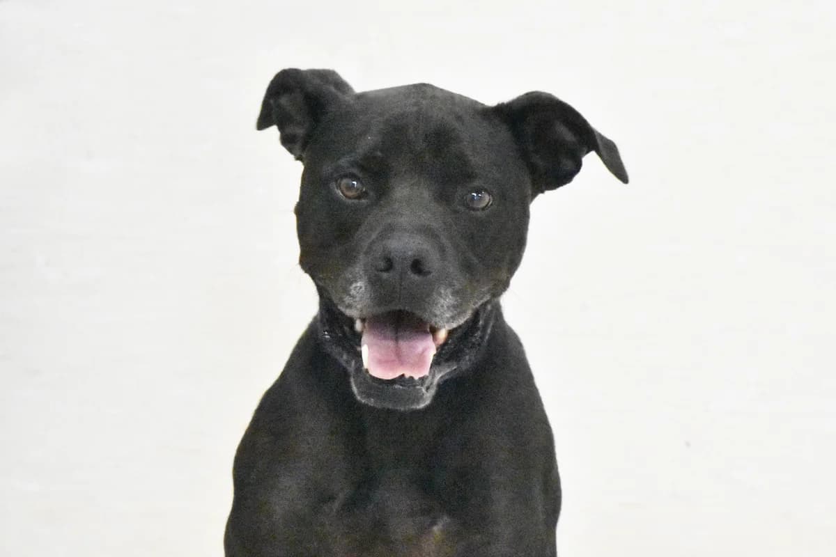 117, Preta male 4yo mixed breed for adoption at Canil Municipal do Porto