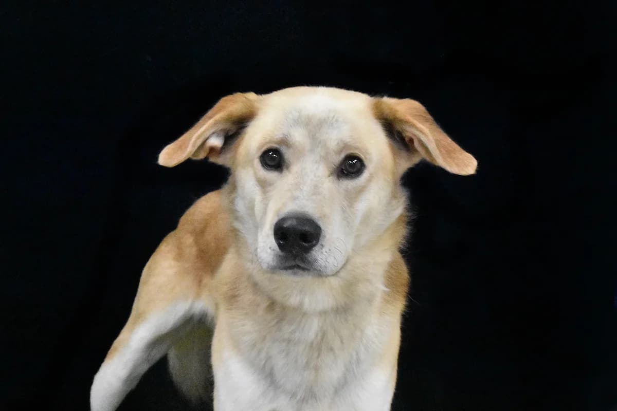 135, Bege male 4yo mixed breed for adoption at Canil Municipal do Porto
