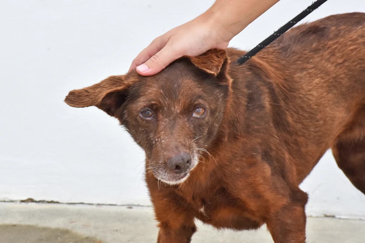 140, Castanho female senior mixed breed for adoption at Canil Municipal do Porto