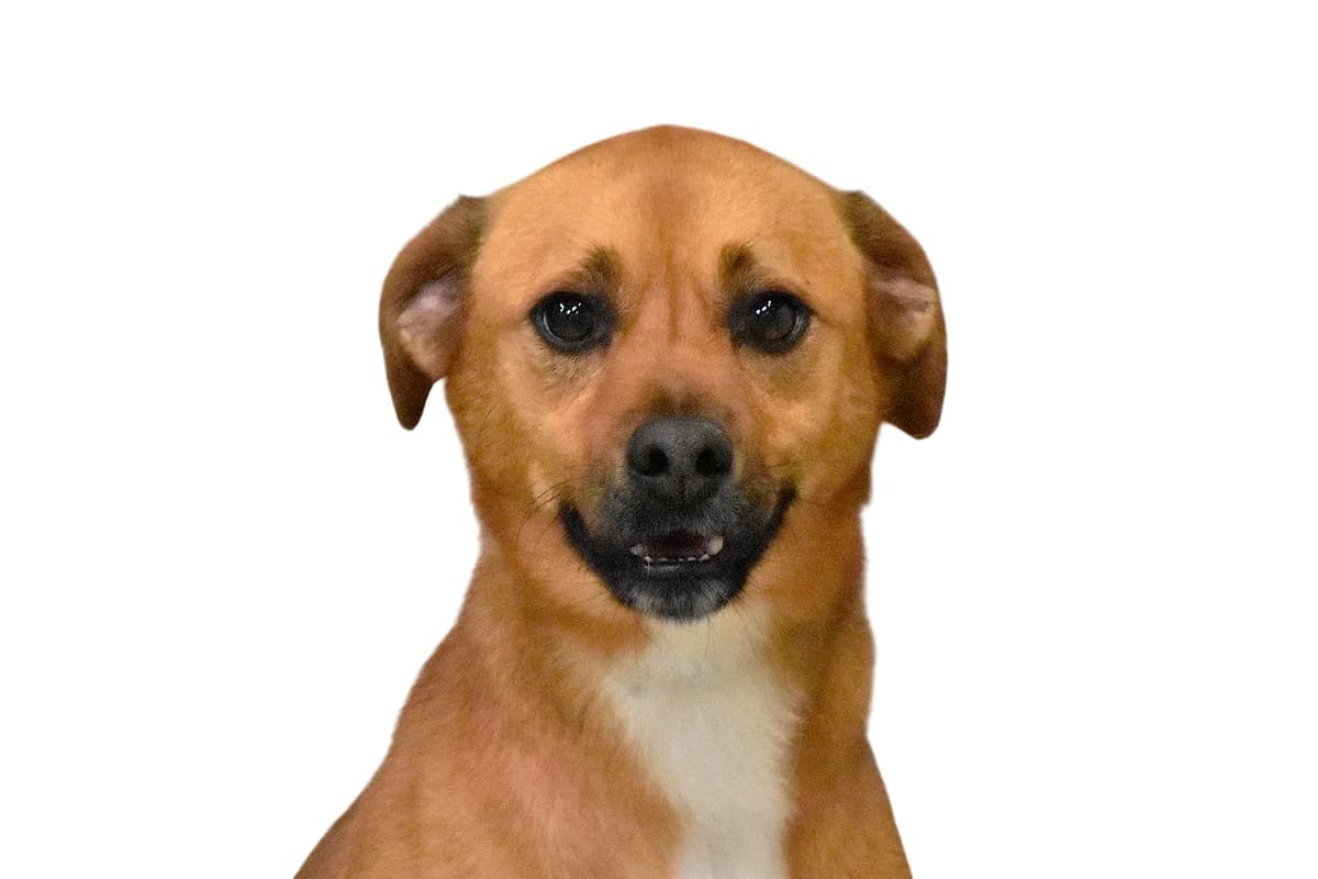 153, Bege male 4yo mixed breed for adoption at Canil Municipal do Porto