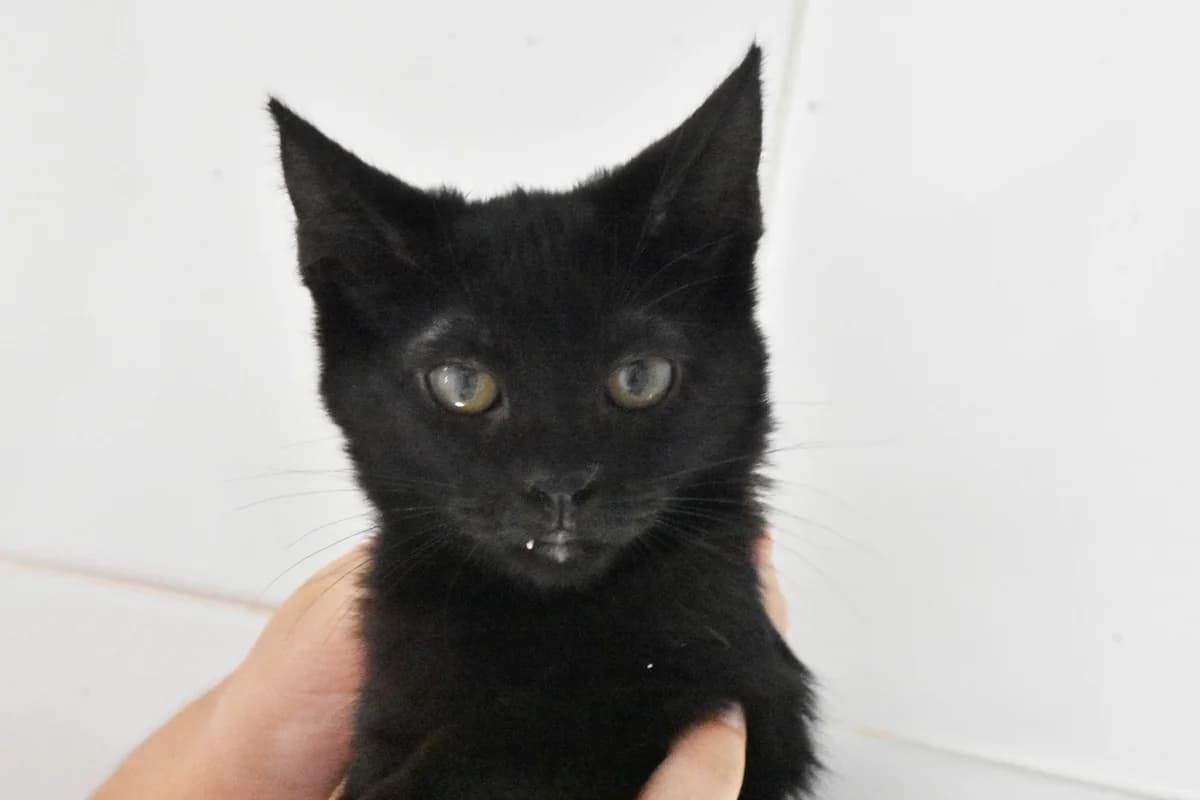 209, Preta female 4yo mixed breed for adoption at Canil Municipal do Porto