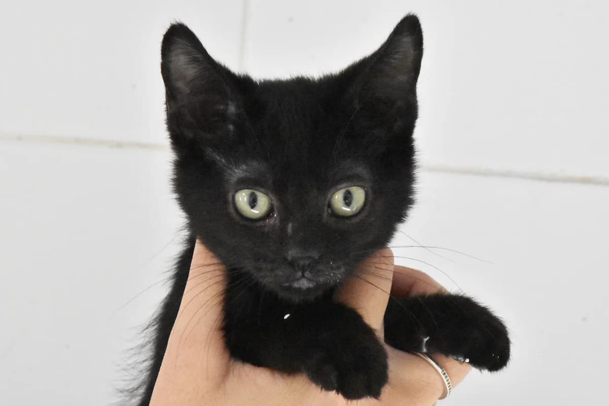 214, Preto male puppy mixed breed for adoption at Canil Municipal do Porto, Porto