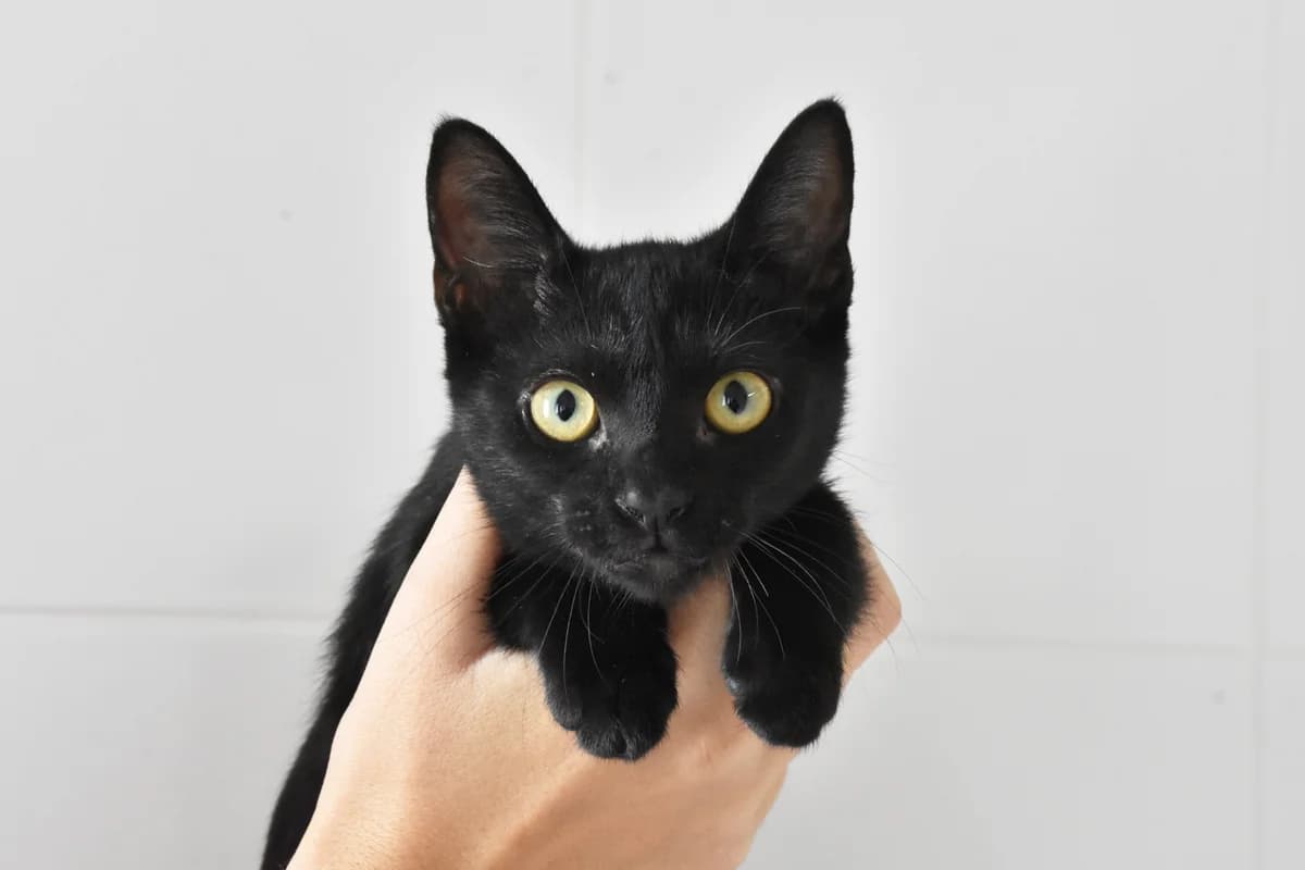 238, Preta+e+branca male puppy mixed breed for adoption at Canil Municipal do Porto