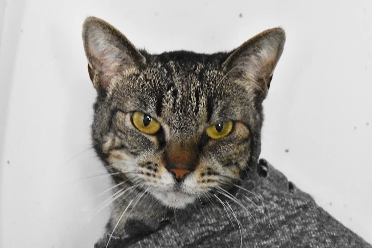 242, Tigrada female 4yo mixed breed for adoption at Canil Municipal do Porto