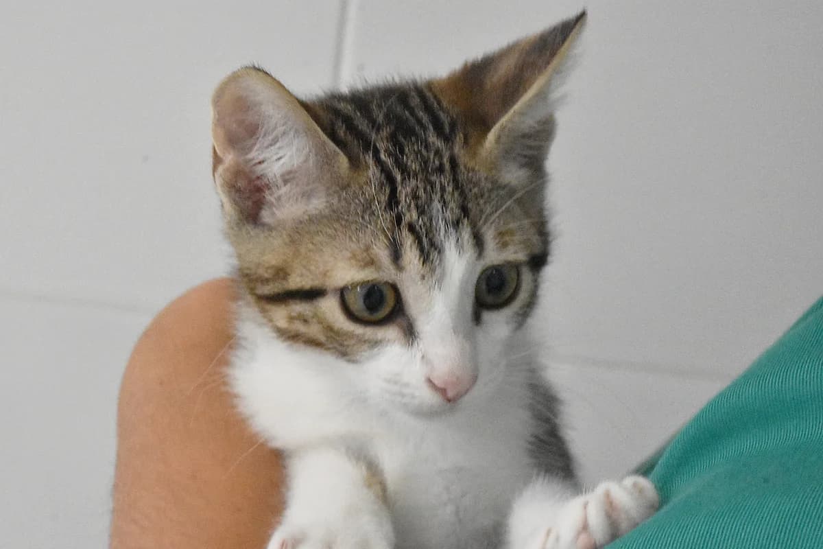 278, Tigrado+e+branco male puppy mixed breed for adoption at Canil Municipal do Porto