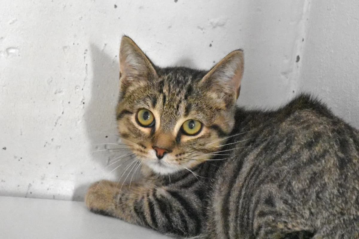 291, Tigrado male mixed breed for adoption at Canil Municipal do Porto