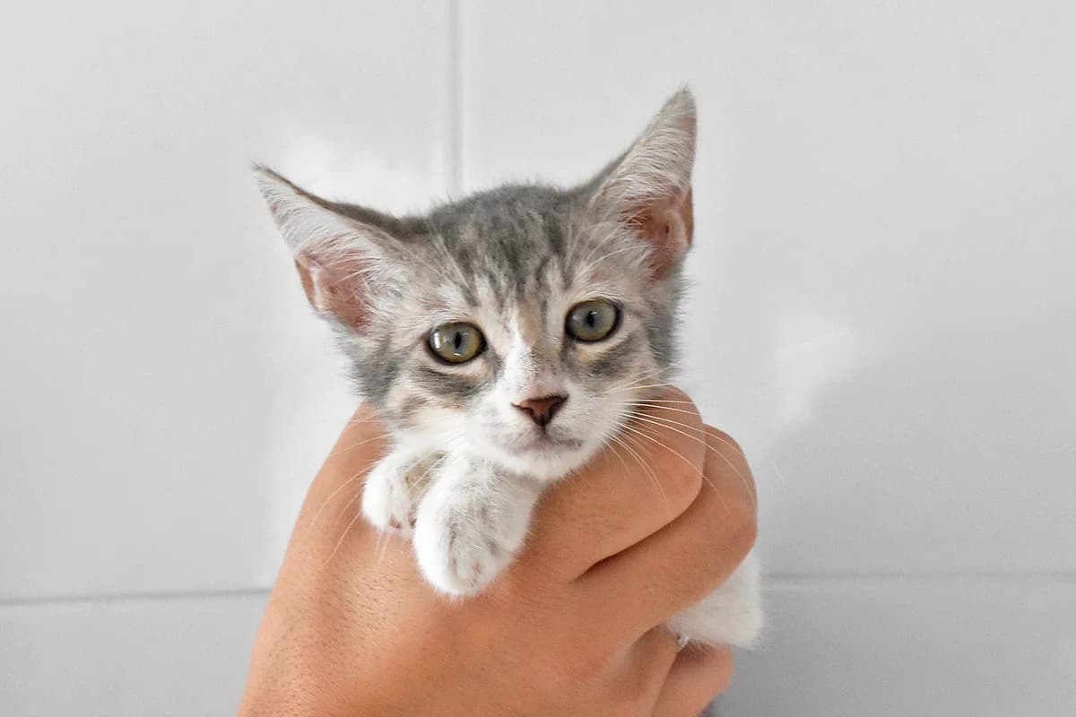 337, Bege female puppy mixed breed for adoption at Canil Municipal do Porto