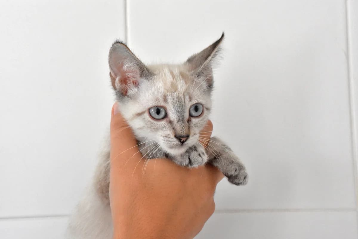 339, Bege female puppy mixed breed for adoption at Canil Municipal do Porto