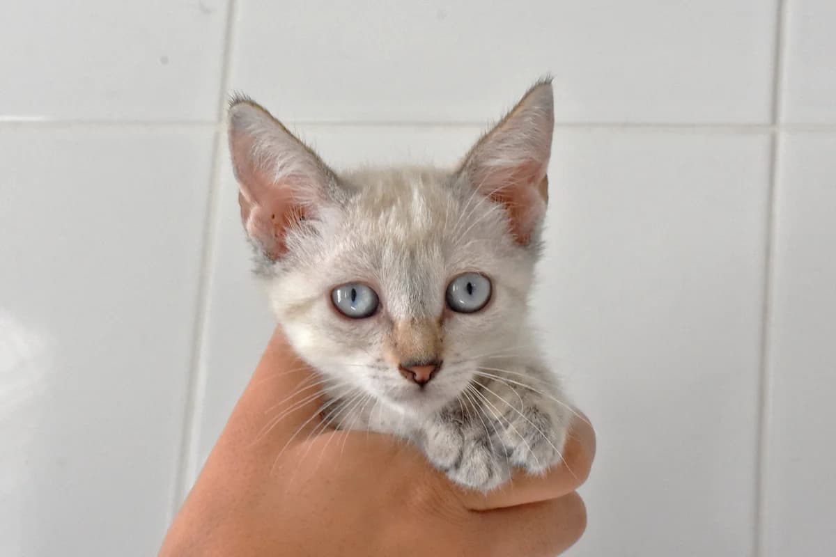 342, Bege female puppy mixed breed for adoption at Canil Municipal do Porto