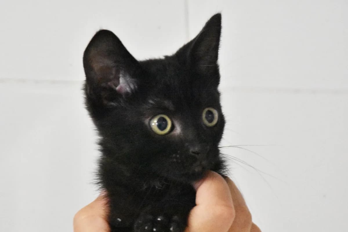 351, Preta female puppy mixed breed for adoption at Canil Municipal do Porto