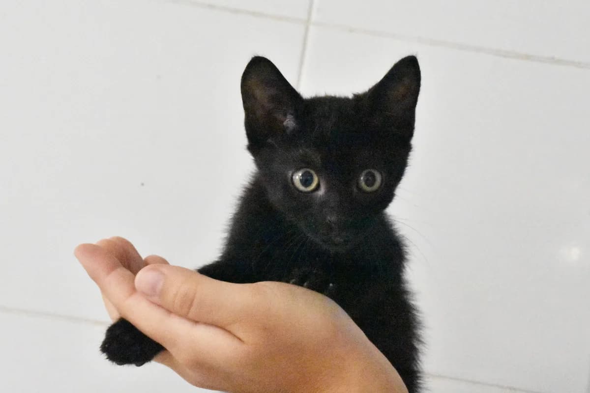 352, Preto male puppy mixed breed for adoption at Canil Municipal do Porto