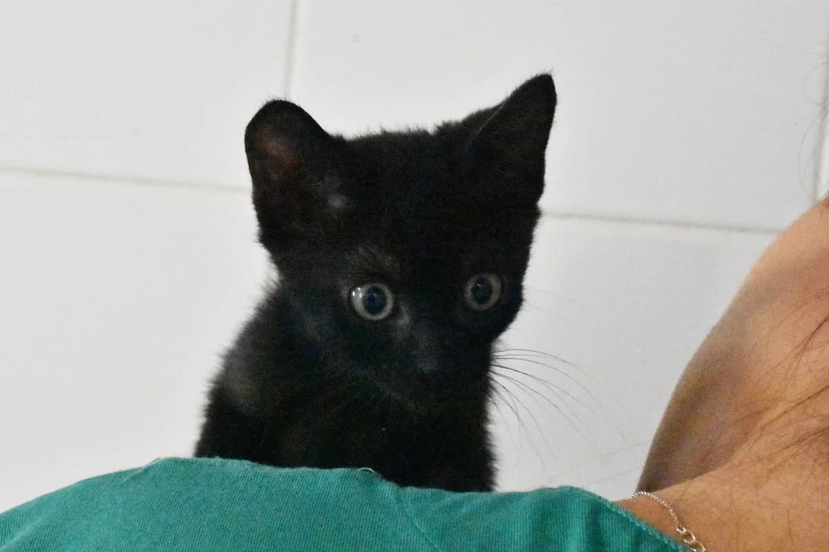 353, Preto male puppy mixed breed for adoption at Canil Municipal do Porto
