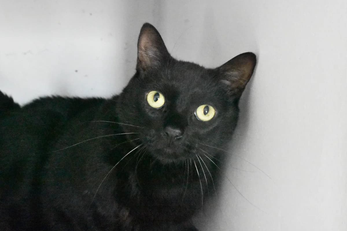 356, Branco+e+preto male 4yo mixed breed for adoption at Canil Municipal do Porto