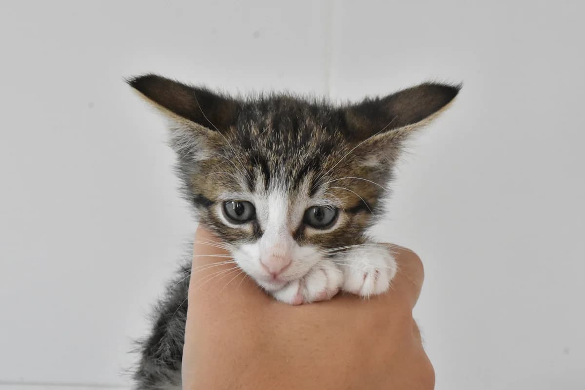 391, Tigrado+e+branco male mixed breed for adoption at Canil Municipal do Porto