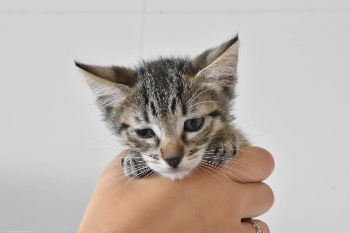 393, Tigrado male mixed breed for adoption at Canil Municipal do Porto