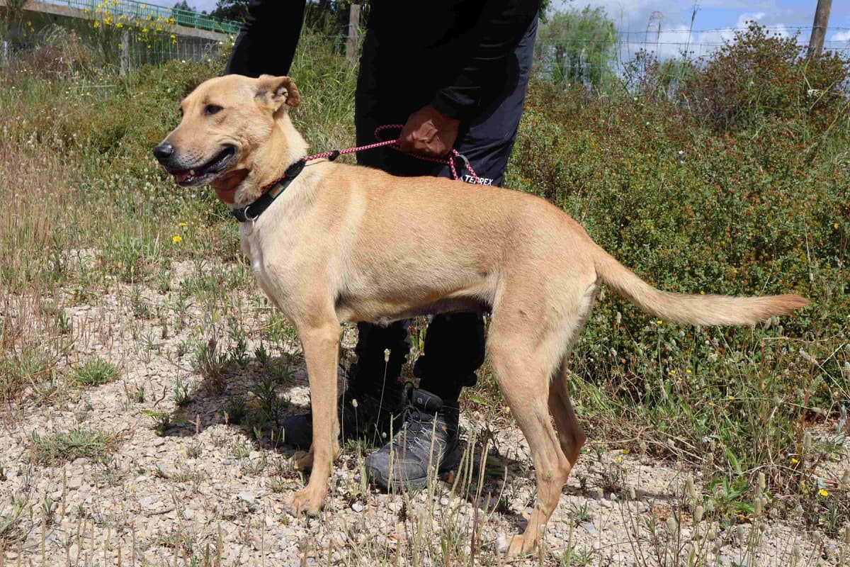 NELIA, Creme female 5yo Mixed Breed for adoption at O Cantinho da Milu, Lisbon