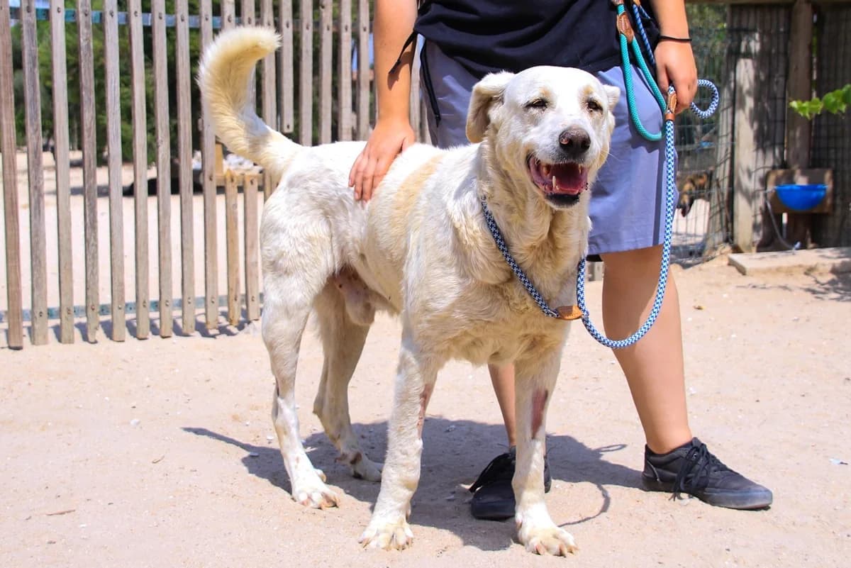 BONANÇA, Branco male senior Mixed Breed for adoption at O Cantinho da Milu, Lisbon