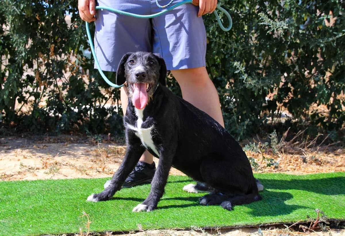 MORRI, Preto e Branco male young Mixed Breed for adoption at O Cantinho da Milu, Lisbon