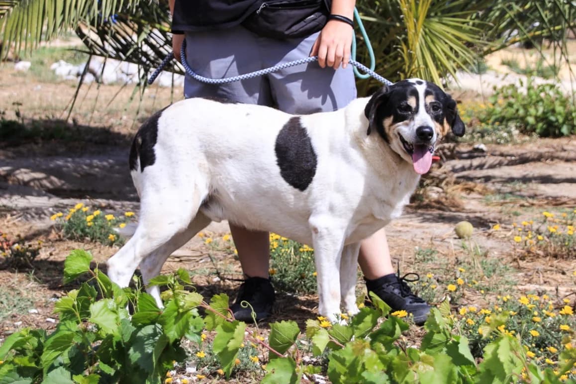 NUNO, Tricolor (Calico) male senior Mixed Breed for adoption at O Cantinho da Milu, Lisbon