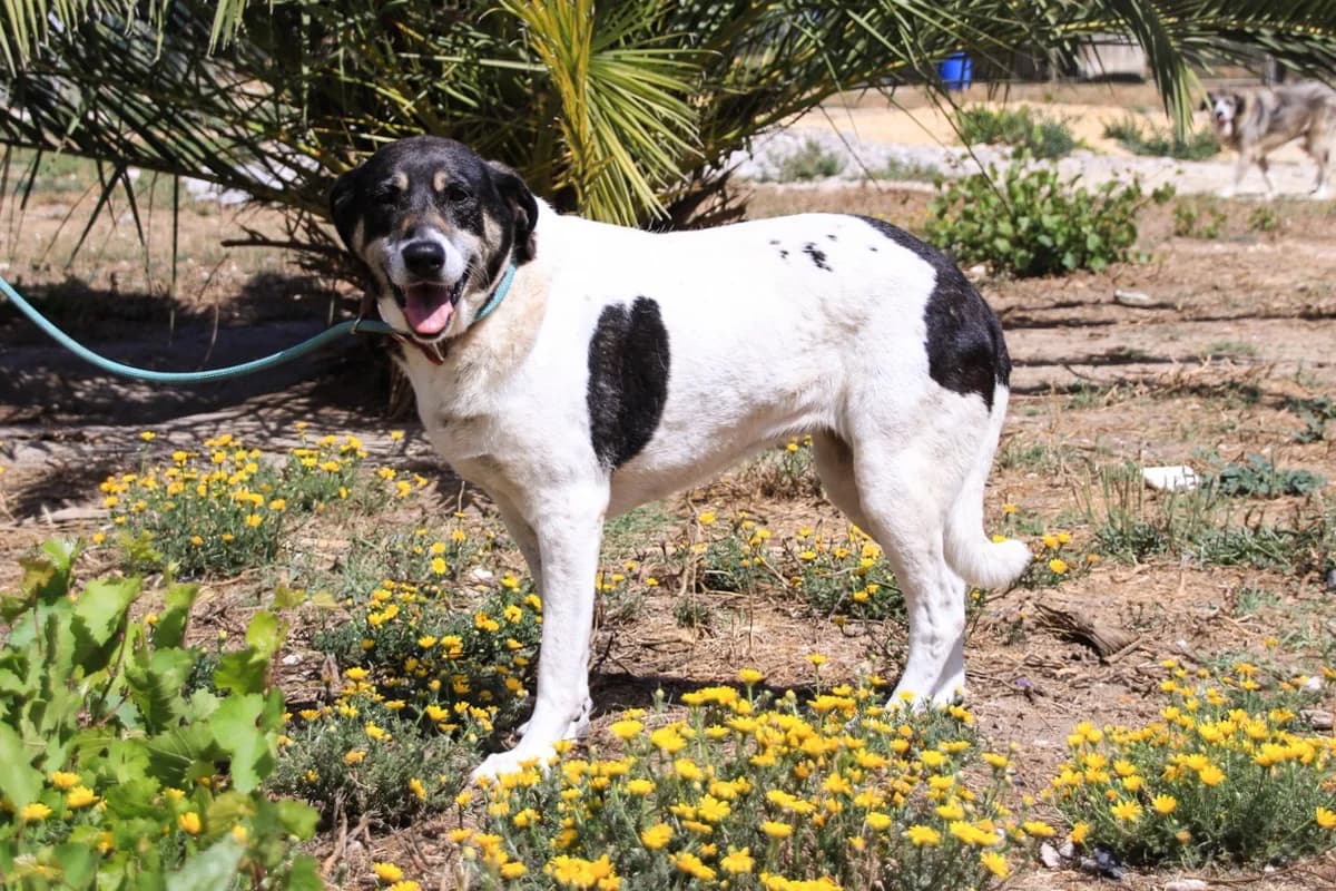 MAGGI, Tricolor (Calico) female senior Mixed Breed for adoption at O Cantinho da Milu, Lisbon